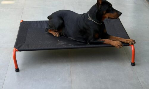 What 11,000+ Pet Parents Have Taught CanineJoy Gears About Building Better Products