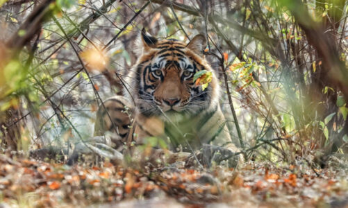 Beyond Ranthambore: Madhya Pradesh’s Quiet Wildlife Tourism Boom